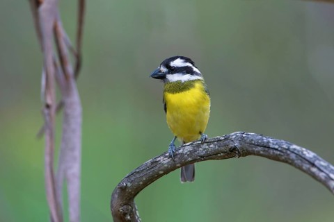 Crested Shriketit (Falcunculus frontatus) female, Victoria, Australia