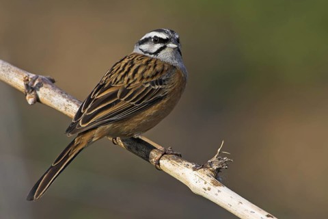Rock Bunting (Emberiza cia), Rhineland-Palatinate, Germany