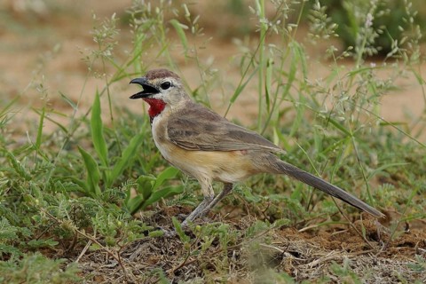 Rosy-patched Bushshrike (Telophorus cruentus) singing, Tsavo West National Park, Kenya