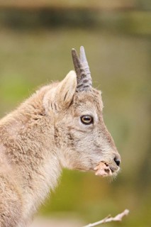 Alpine ibex (Capra ibex) joungster, portrait, Germany