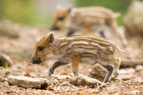 Wild boar (Sus scrofa) piglet walking in a forest, Bavaria, Germany