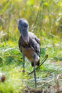 Shoebill (Balaeniceps rex), juvenile, swamps of Mabamba, Lake Victoria, Uganda