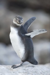 African Penguin (Spheniscus demersus), South Africa