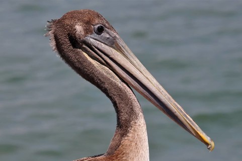 Brown pelican (Pelecanus occidentalis)