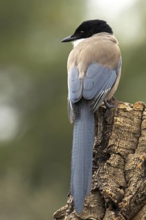 Iberian Magpie (Cyanopica cooki), Castile-La Mancha, Spain