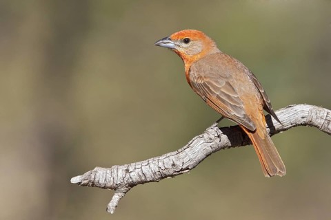Hepatic Tanager (Piranga flava) perched on a branch in southern Arizona, USA