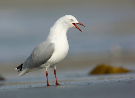 Silver Gull (Chroicocephalus novaehollandiae) calling, Victoria, Australia