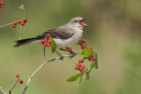 Northern Mockingbird (Mimus polyglottos) feeding on red berries, Texas, USA