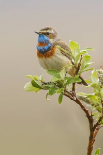 Bluethroat (Luscinia svecica) perched on a branch in Nome, Alaska
