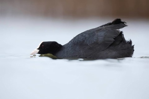 Close up image of a European coot gracefully gliding through the calm waters of a lake in Puebla de