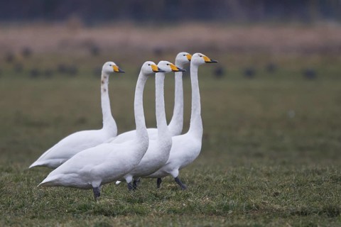 Whooper Swan (Cygnus cygnus), North Rhine-Westphalia, Germany