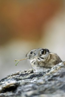 North American pika (Ochotona princeps) eating leaves on rock in mountain slope, Denali National