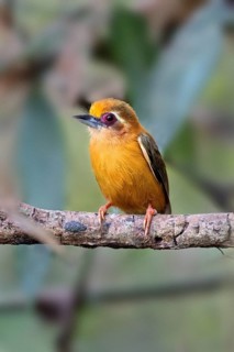 White-browed Piculet (Sasia ochracea) perched on a branch, Lam Dong, Vietnam