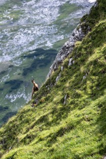 Chamois on a steep slope, Wetterstein Mountains, Bavaria, Germany