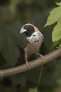 Pictorella Mannikin (Heteromunia pectoralis)