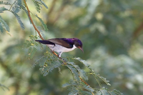 Eastern Violet-backed Sunbird (Anthreptes orientalis) male, Lake Baringo, Kenya