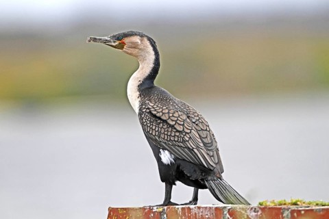 Great Cormorant (Phalacrocorax carbo), Lake Naivasha, Kenya