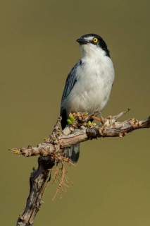 Hooded Tanager (Nemosia pileata) perched on a branch in the grasslands of Guyana