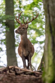 Red deer (Cervus elaphus), Vulkaneifel, Rhineland-Palatinate, Germany