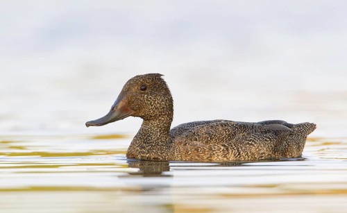 Freckled Duck (Stictonetta naevosa) male, Victoria, Australia