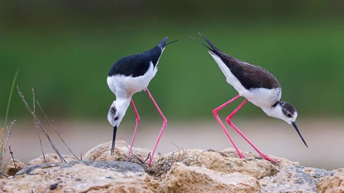 Black-winged Stilt (Himantopus himantopus) pair foraging, Spain