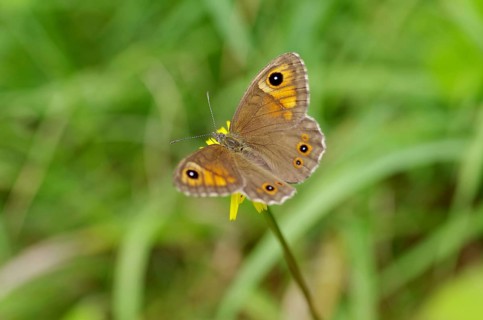 Meadow Brown (Maniola jurtina), flower, nectar, coloured, close-up