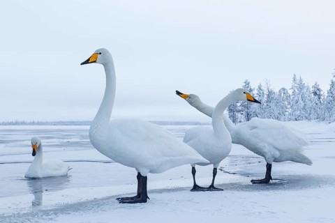 Whooper Swan (Cygnus cygnus) group, Finland