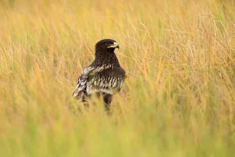 Greater Spotted Eagle (Clanga clanga) perched in a meadow, Johor, Malaysia