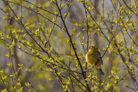 Yellowhammer (Emberiza citrinella) male singing, North Rhine-Westphalia, Germany