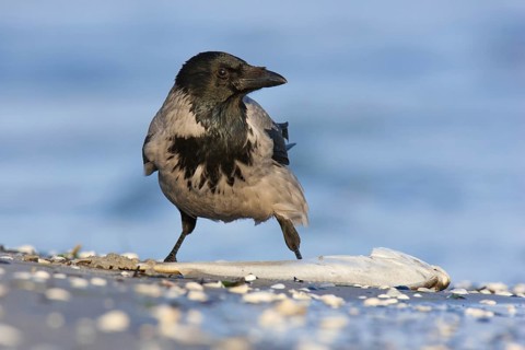 Hooded Crow (Corvus cornix), Mecklenburg-Western Pomerania, Germany