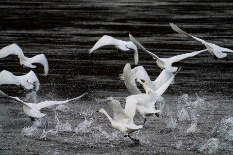 Flying whooper swans at Weser River, Wesertal, Upper Weser Valley, Weser Uplands, Weserbergland,