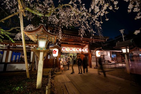 Illuminated Hirano shrine with cherry blossoms at night, blue hour, Hanami, Kyoto, Japan