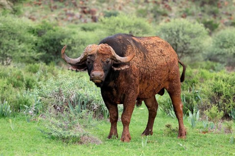 Cape buffalo (Syncerus caffer), adult, foraging, Mokala National Park, Northern Cape, South Africa