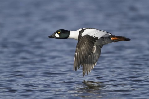 Common Goldeneye (Bucephala clangula) male flying, Manitoba, Canada