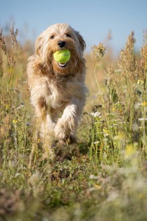A dog with a ball in its mouth runs across the meadow straight at the viewer. Swarzedz, Poland