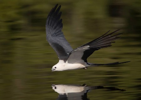 Swallow-tailed Kite (Elanoides forficatus) drinking in flight, Florida, USA