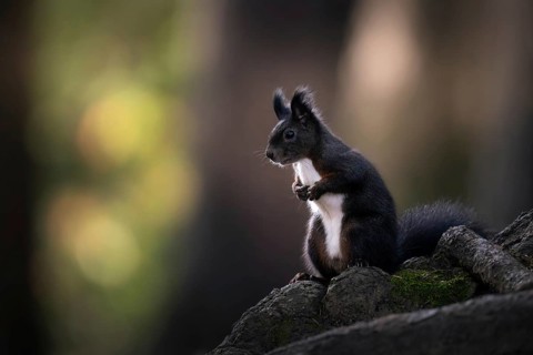 Squirrel (Sciurus vulgaris), looking attentively, Graubünden, Switzerland
