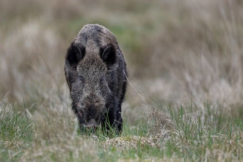 The wild boar (Sus scrofa) looks sceptically at my photo hiding place, Denmark