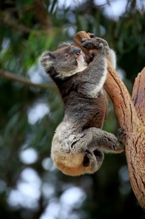 Koala (Phascolarctos cinereus), adult climbing a tree, Kangaroo Island, South Australia, Australia