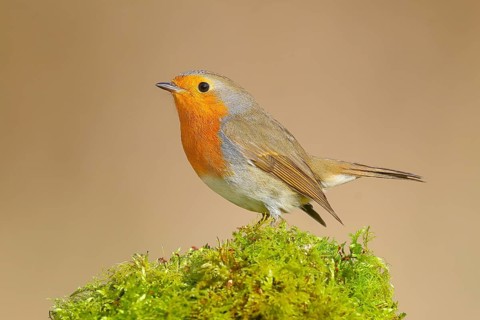 Robin (Erithacus rubecula), sitting on moss, foraging, winter feeding, wildlife, songbirds,