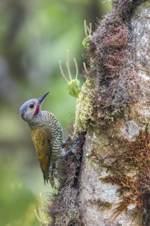 Grey-crowned Woodpecker (Colaptes auricularis) perched on a branch in Oaxaca, Mexico
