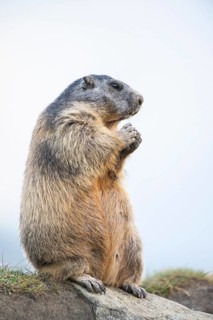 Alpine marmot (Marmota marmota) in autumn, Grossglockner, High Tauern National Park, Austria
