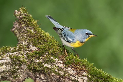 Northern Parula (Setophaga americana) male perched on a log, Texas, USA