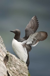 Common Murre (Uria aalge), Alaska, USA