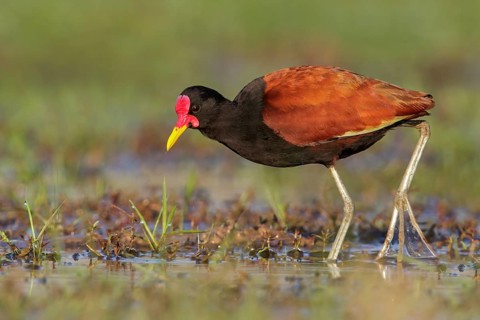 Wattled Jacana (Jacana jacana) perched on the ground in the Pantanal region of Brazil