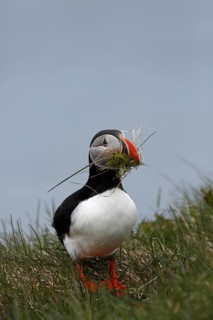 Atlantic Puffin, Common Puffin. Fratercula arctica, collecting nesting material at the cliffs of