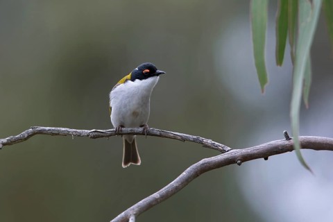 White-naped Honeyeater (Melithreptus lunatus), Victoria, Australia