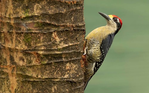 Schläfenfleckspecht (Melanerpes pucherani)