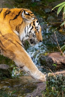 Portrait of a Siberian tiger (Panthera tigris tigris) in a forest, trinking water, captive,
