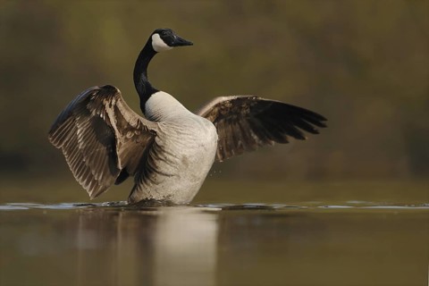 Canada Goose (Branta canadensis), North Rhine-Westphalia, Germany